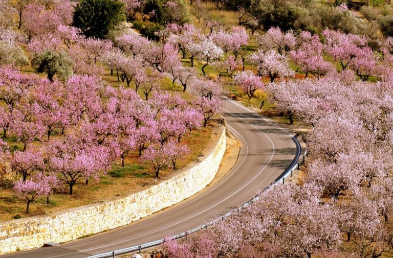 Almond Blossom Time… An Early Photo Tour