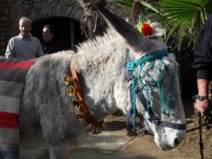 Donkey