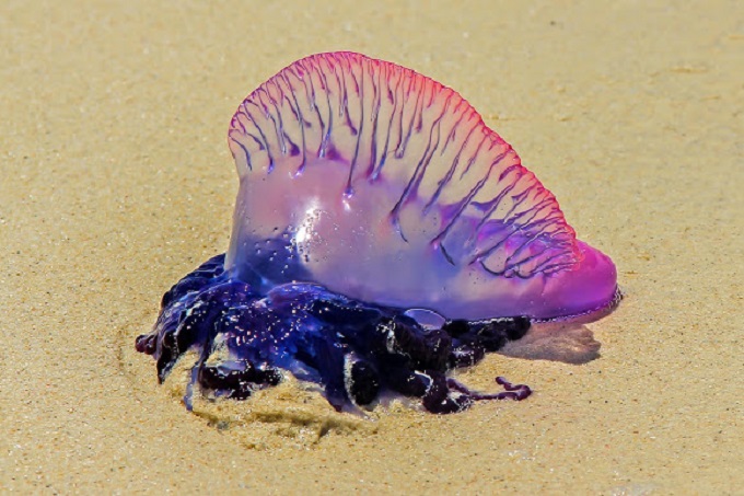 Take care – Portugese Man of War Jellyfish spotted on local beaches!