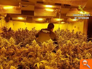 Guardia Civil Dismantles Marijuana Crop In Pedreguer.