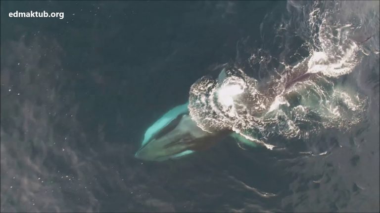 Drone Captures Incredible Footage of Fin Whales off Barcelona coast