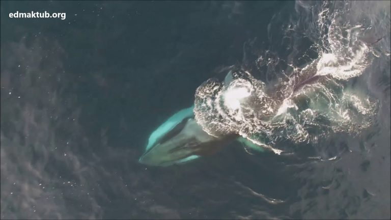 Drone Captures Incredible Footage of Fin Whales off Barcelona coast