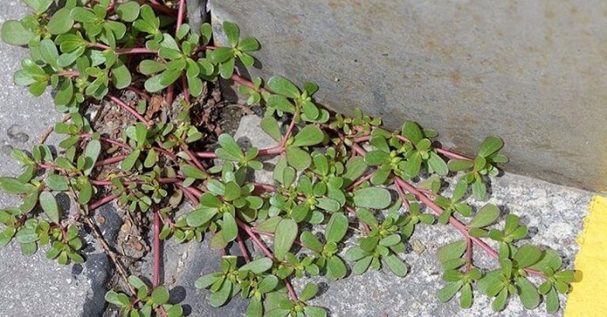 If you spot this invasive “miracle” weed -Don’t kill it, eat it