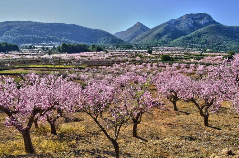 Walk Through The Almond Blossom of Jalon