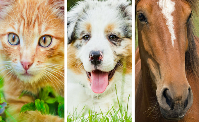 Moraira Homeowners Found The First National Animal Charity Adoption Website.