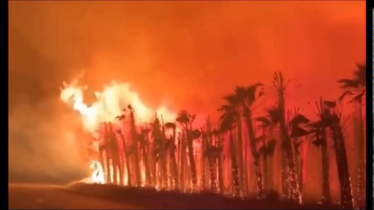 Thousands of palm trees burn in four consecutive fires in Elche Orchards