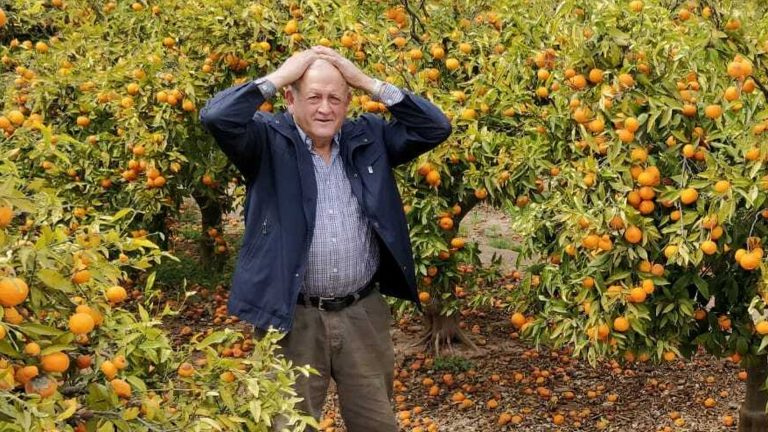 South African Imports Have Ruined The Orange Producers In Valencia.
