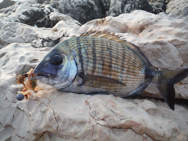 Fish Near Alicante Beaches Are Biting! And Not The Bait!