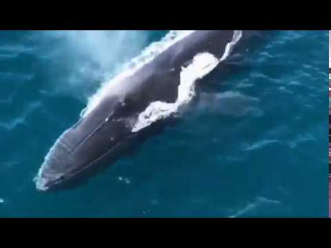 What a Whopper! Rorqual Whales Pop In For a Visit