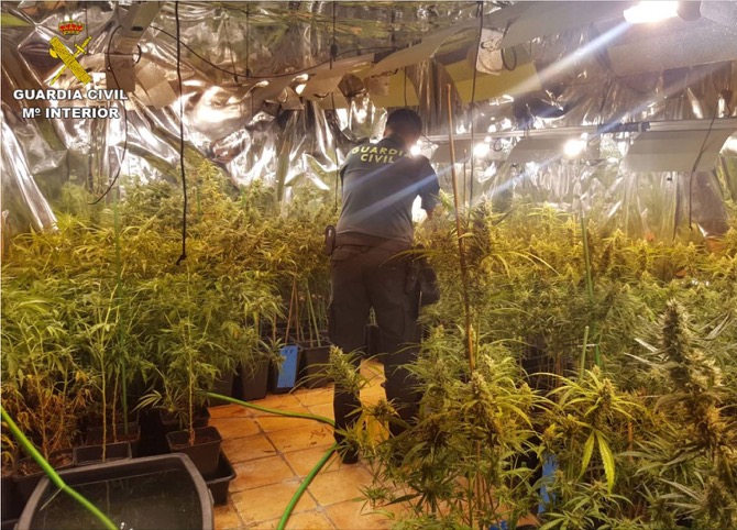 550 Marijuana Plants Found in Javea Property