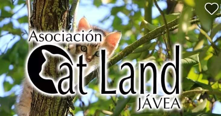 Catland Jávea seeks local assistance in the creation of controlled colonies.