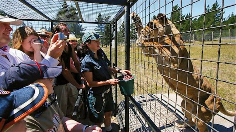 Zoo in China Turns The Tables! Visitors in Cages and  Animals Roam Free