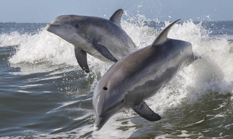 Virus toxic to dolphins returns to the Mediterranean
