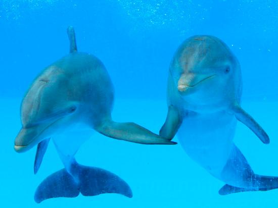 Dolphins at play