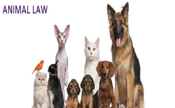Animal welfare and rules during state of alarm.