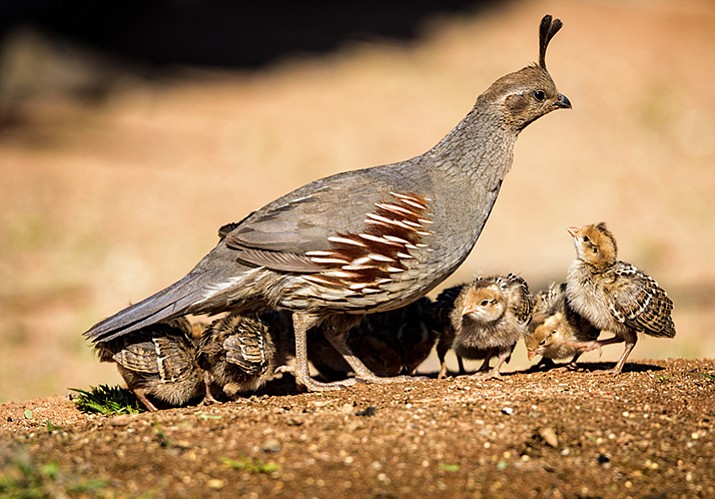 A hunter saves five young partridges that fell into a sewer