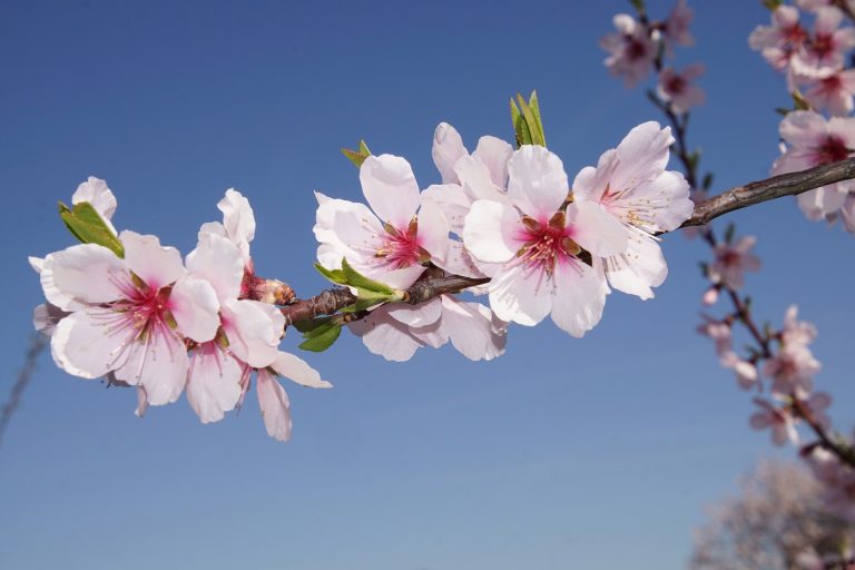 Horndon Valley Almond Blossom