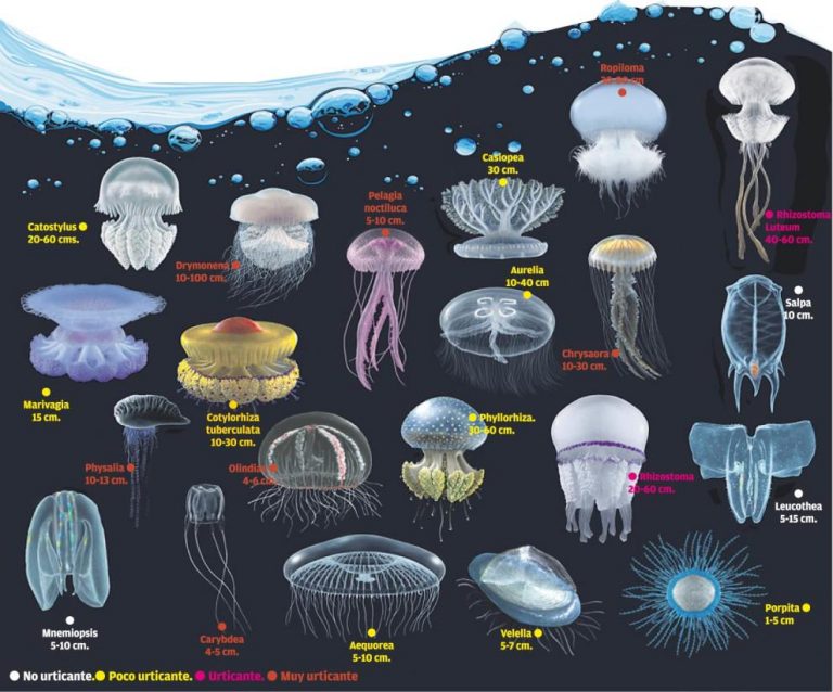 Jellyfish alerts