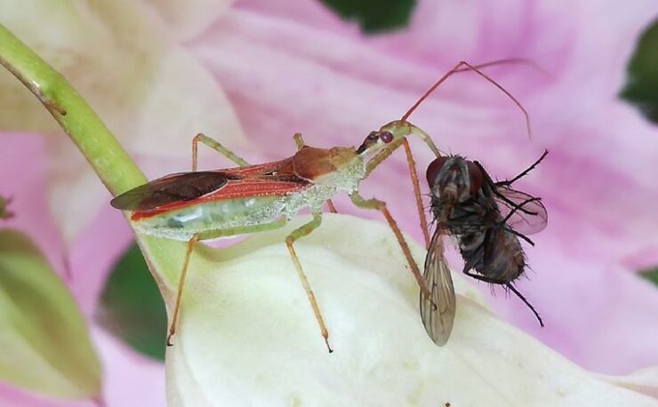 A new insect with a powerful bite has settled in Spain