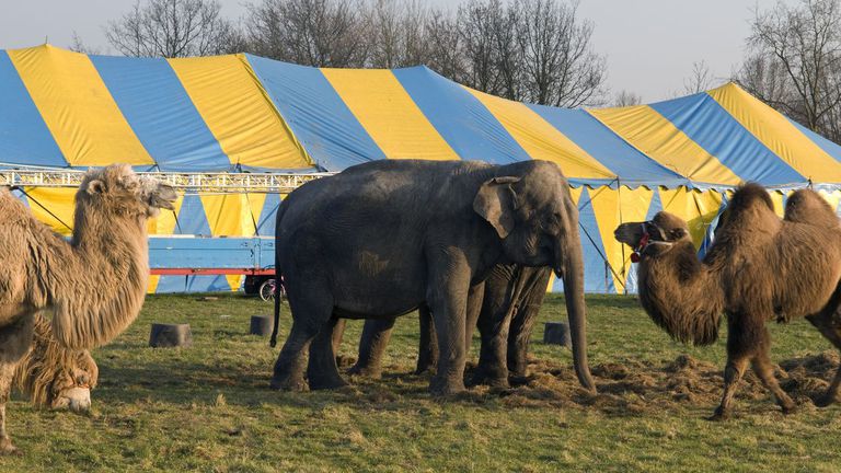 Time is, at last, running out for animal circuses, mink farms, zoos and dolphinariums