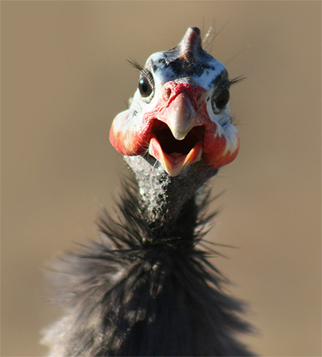 We need more Guinea Fowl!