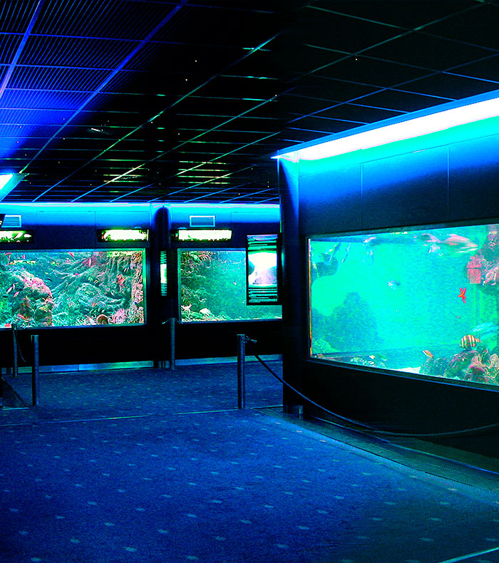 Santa Pola re-opens the aquarium with free entry.