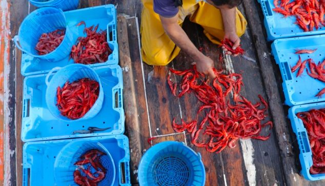 Price of red shrimp breaks historical records