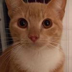 Javea Feral Cat Association